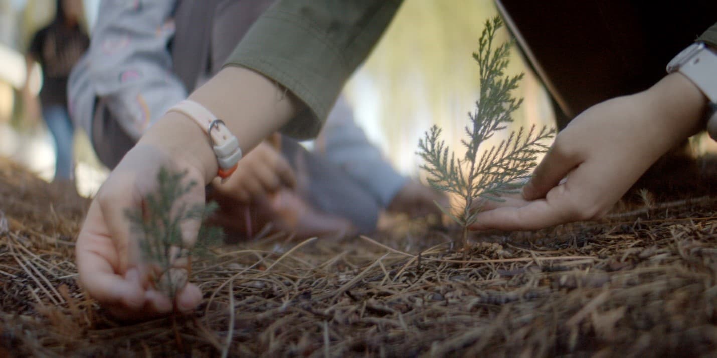 Planting Trees in Grizzly Flats Planting Trees in Grizzly Flats